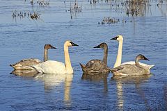 Trumpeter Swan